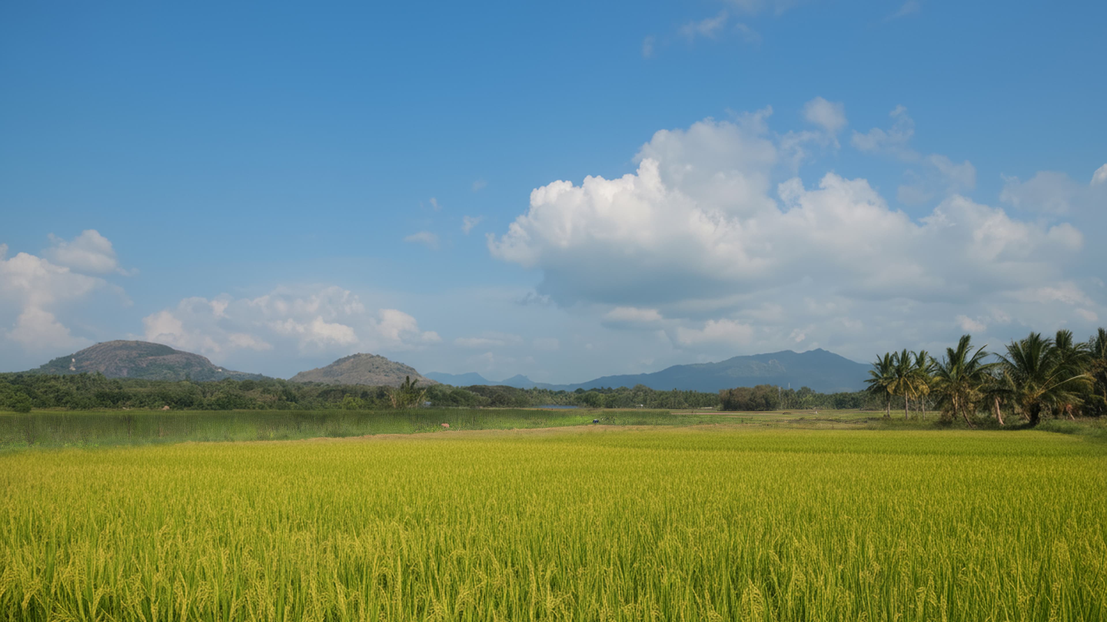 Rest Under the Dambulla Sky